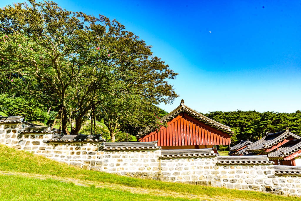 아직 꽃이 피지 않아 아쉬웠던 서천 문헌서원 배롱나무 방문기 37