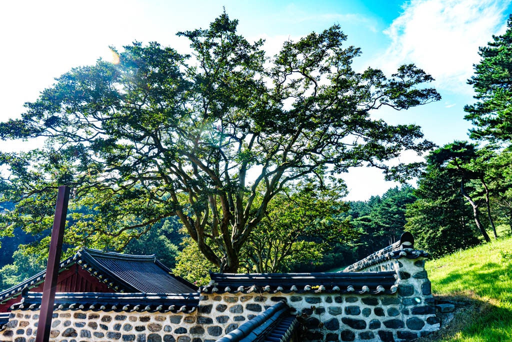 아직 꽃이 피지 않아 아쉬웠던 서천 문헌서원 배롱나무 방문기 39