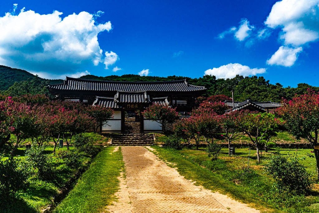 배롱나무 명소, 안동 병산서원 배롱나무 출사기 15 배롱나무 명소, 안동 병산서원 배롱나무 출사기 13