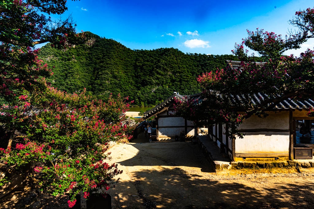 배롱나무 명소, 안동 병산서원 배롱나무 출사기 17 배롱나무 명소, 안동 병산서원 배롱나무 출사기 15