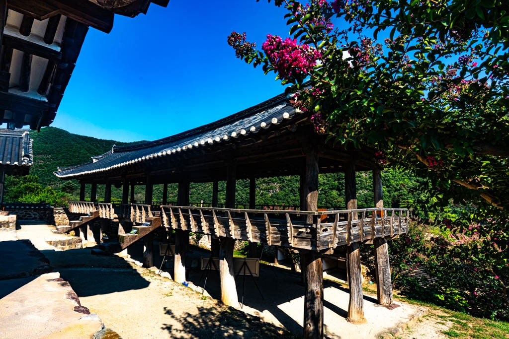 배롱나무 명소, 안동 병산서원 배롱나무 출사기 20 배롱나무 명소, 안동 병산서원 배롱나무 출사기 18