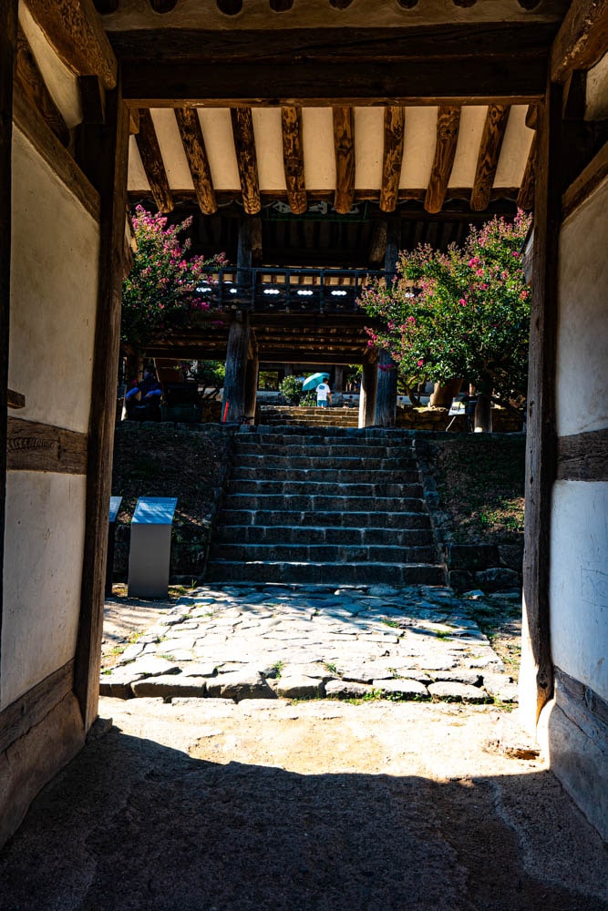 배롱나무 명소, 안동 병산서원 배롱나무 출사기 16 배롱나무 명소, 안동 병산서원 배롱나무 출사기 14