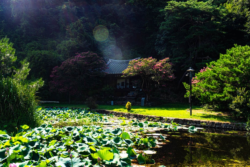 형제가 우애가 깃든 안동 체화정 배롱나무 출사 13 형제가 우애가 깃든 안동 체화정 배롱나무 출사 11