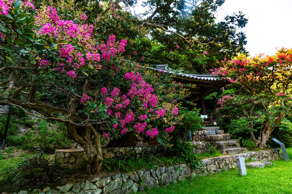 형제가 우애가 깃든 안동 체화정 배롱나무 출사 11 형제가 우애가 깃든 안동 체화정 배롱나무 출사 9