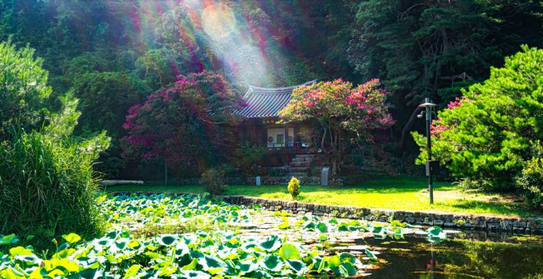 안동 체화정 배롱나무 풍경, _DSC2482-, Photo by Happist