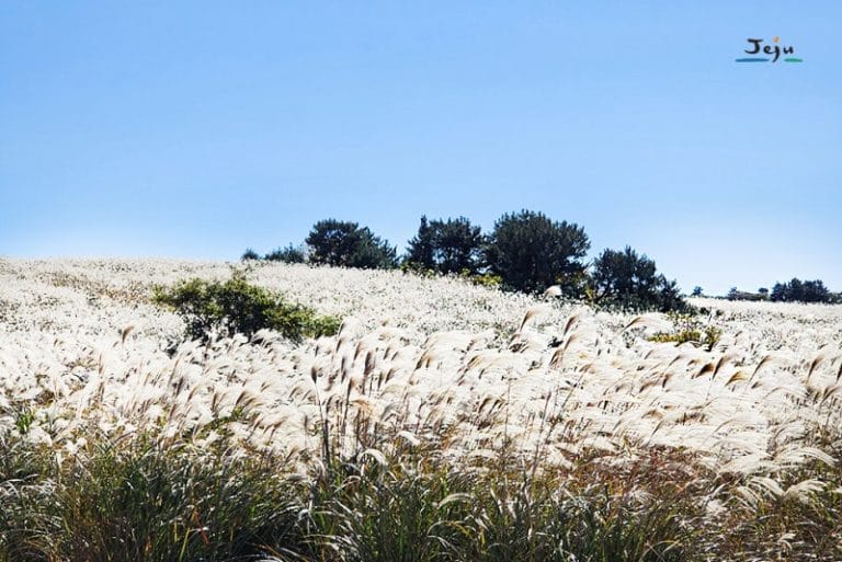 어음리 억새 군락지 20221103_122107