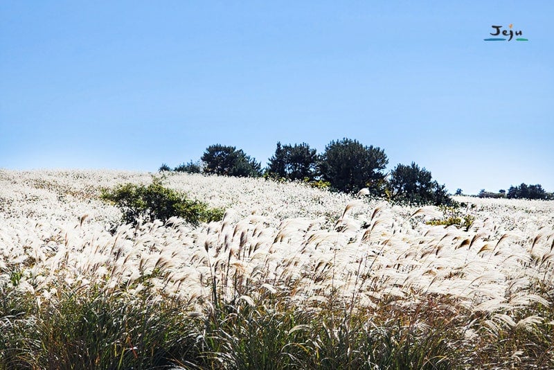 어음리 억새 군락지 20221103_122107