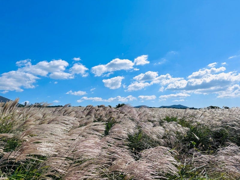 어음리 억새 군락지