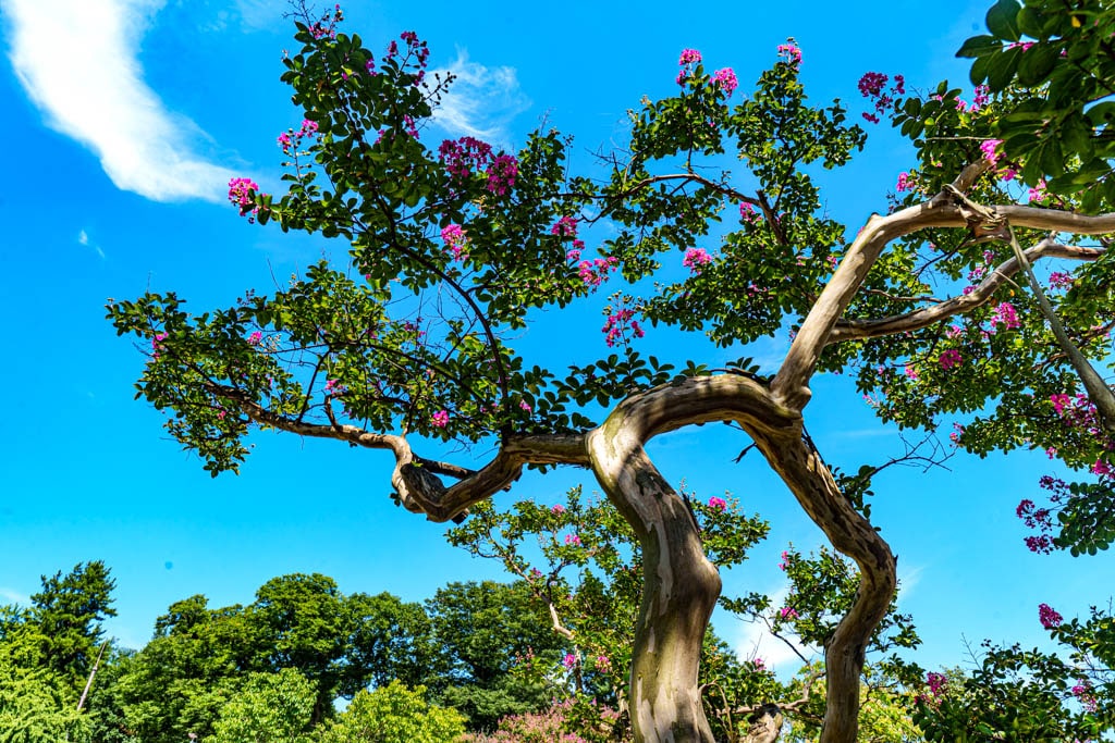 사계절 아름다운 논산 명재고택 배롱나무 풍광과 가을 풍광 소개 4