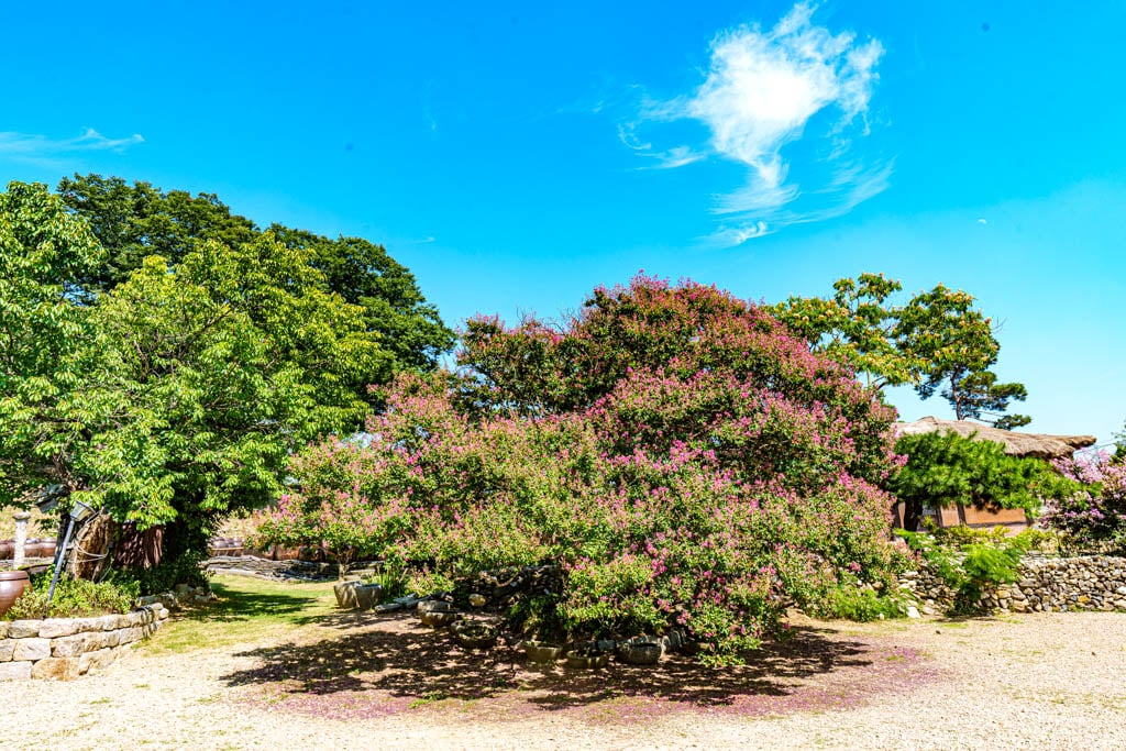 사계절 아름다운 논산 명재고택 배롱나무 풍광과 가을 풍광 소개 3