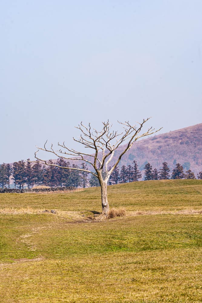제주 여행의 여유를 만끽할 제주 새별오름 여행기 10
