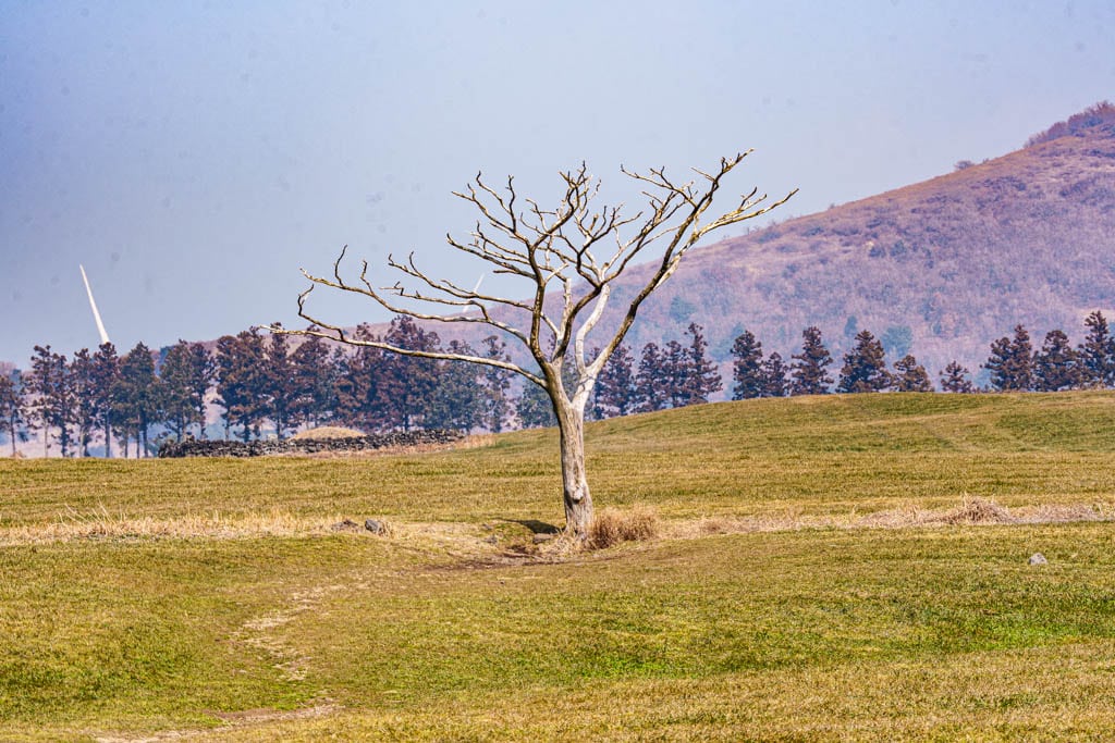 제주 여행의 여유를 만끽할 제주 새별오름 여행기 11