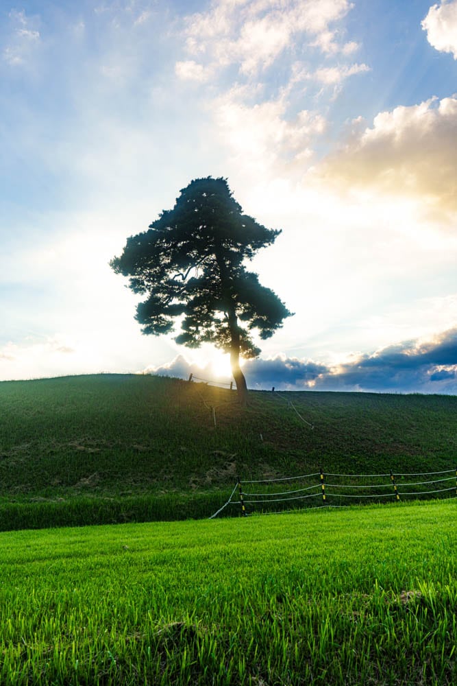청주 정북동 토성 나홀로나무 출사기 41 청주 정북동 토성 나홀로나무 출사기 39