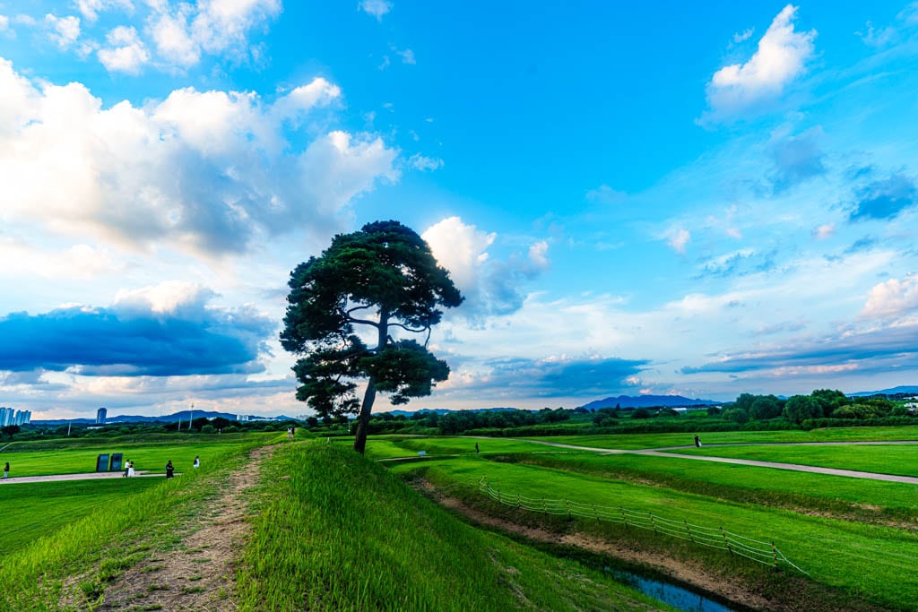 청주 정북동 토성 나홀로나무 출사기 46 청주 정북동 토성 나홀로나무 출사기 44