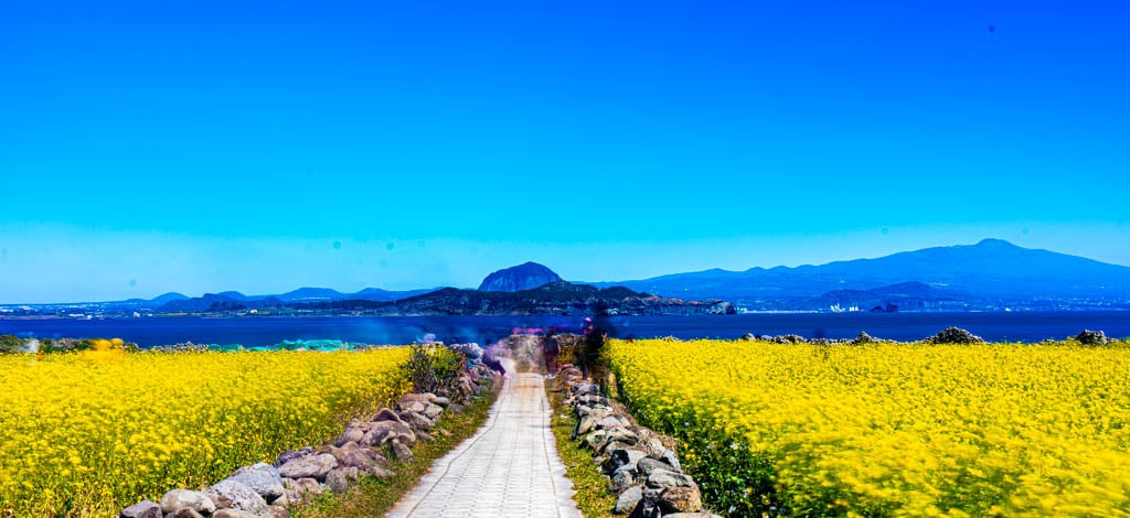 제주여행 가파도 유채꽃 풍경, _DSC3254-, Photo by Happist