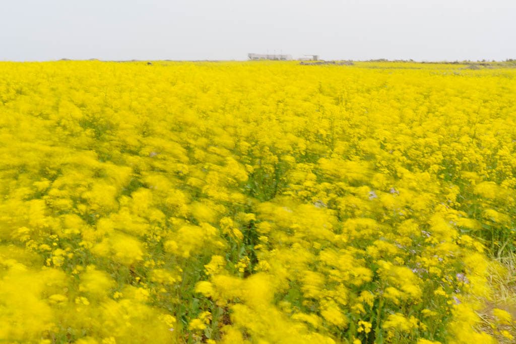 제주여행의 백미, 가파도 봄 풍경을 담다(가파도 청보리, 가파도 유채꽃) 88