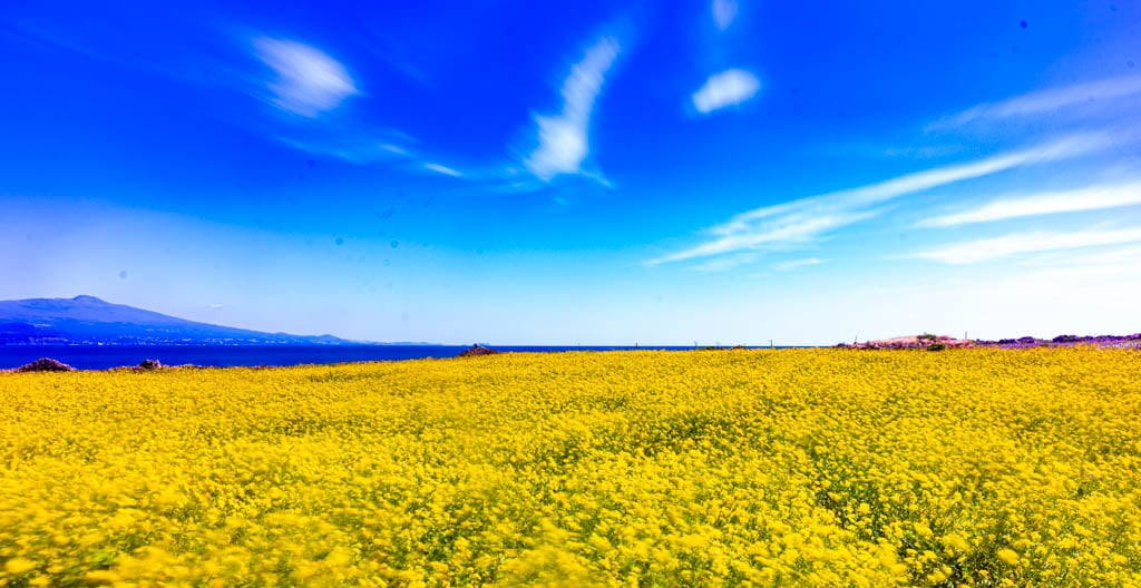 제주여행 가파도 유채꽃 풍경, _DSC3246-, Photo by Happist