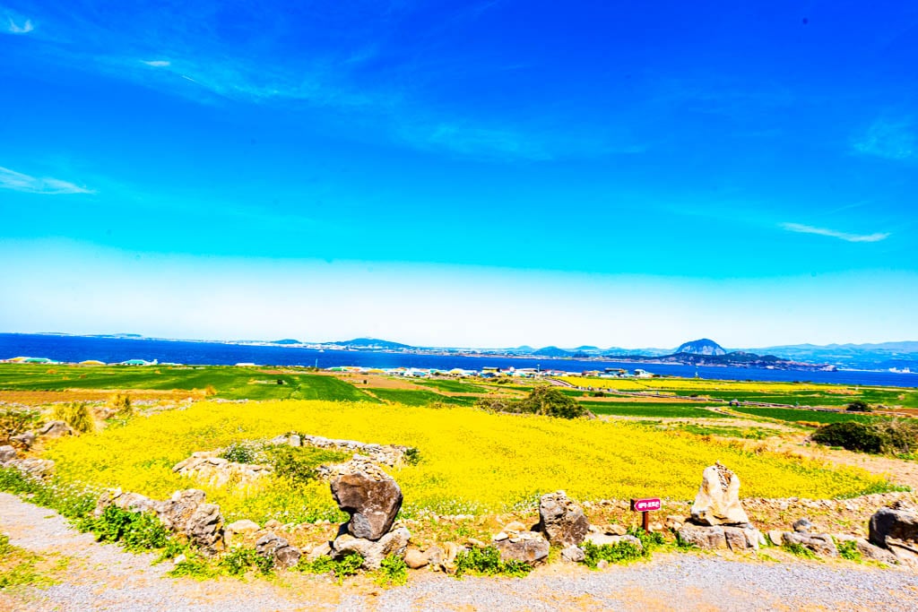 제주여행 가파도 유채꽃 풍경, _DSC3320-, Photo by Happist