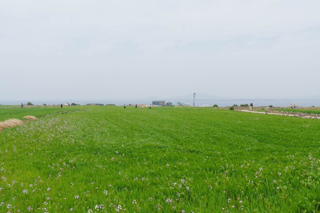 제주여행의 백미, 가파도 봄 풍경을 담다(가파도 청보리, 가파도 유채꽃) 87