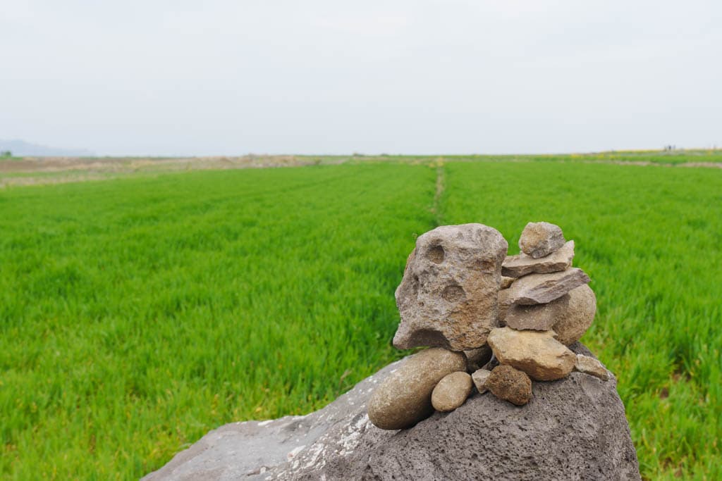 제주여행의 백미, 가파도 봄 풍경을 담다(가파도 청보리, 가파도 유채꽃) 86