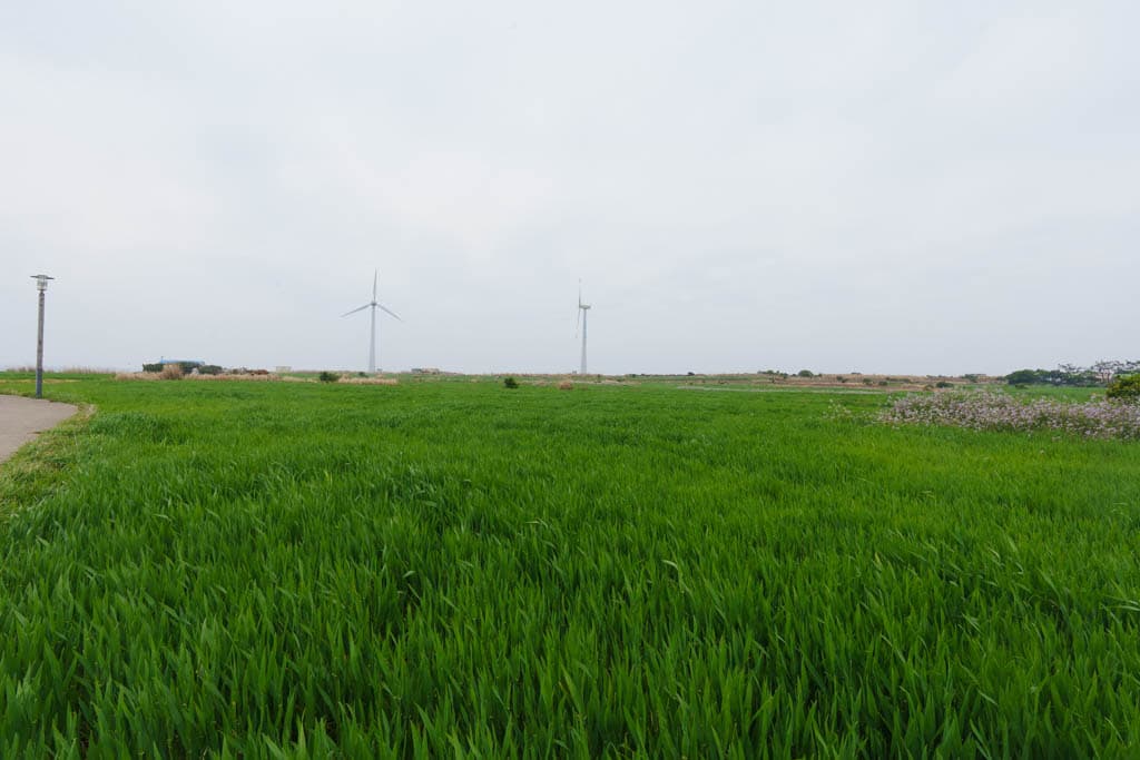 제주여행의 백미, 가파도 봄 풍경을 담다(가파도 청보리, 가파도 유채꽃) 85