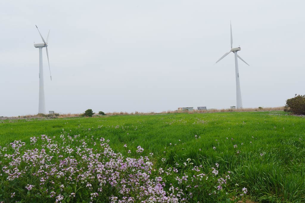 제주여행의 백미, 가파도 봄 풍경을 담다(가파도 청보리, 가파도 유채꽃) 84