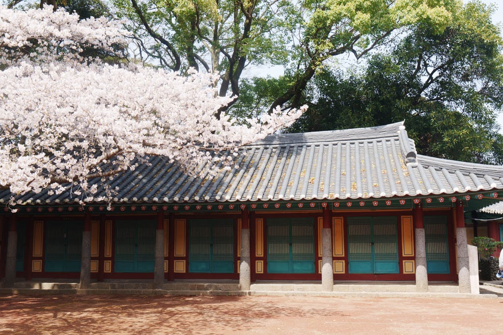 제주 벚꽃명소, 삼성혈 벚꽃 방문기 11