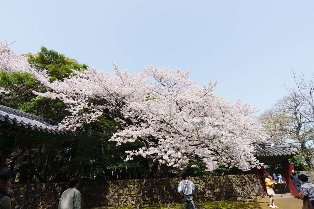 제주 벚꽃명소, 삼성혈 벚꽃 방문기 16