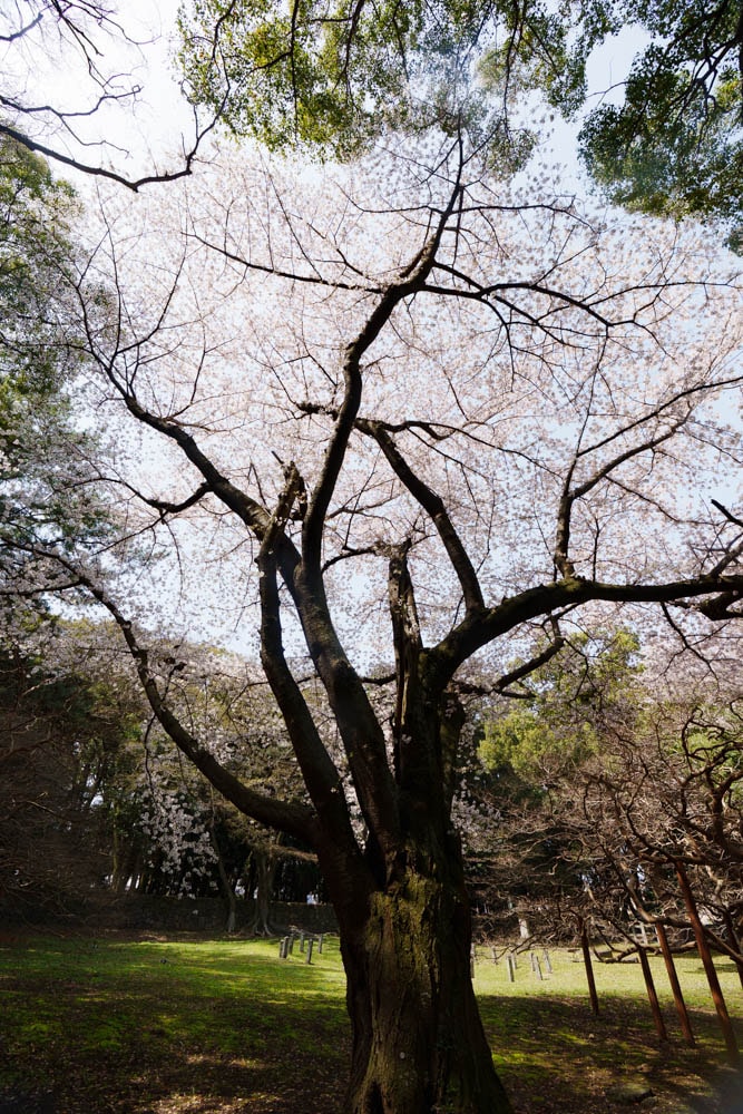 제주 벚꽃명소, 삼성혈 벚꽃 방문기 22