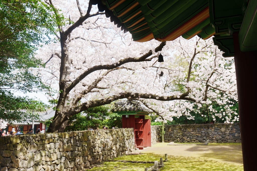 제주 벚꽃명소, 삼성혈 벚꽃 방문기 14