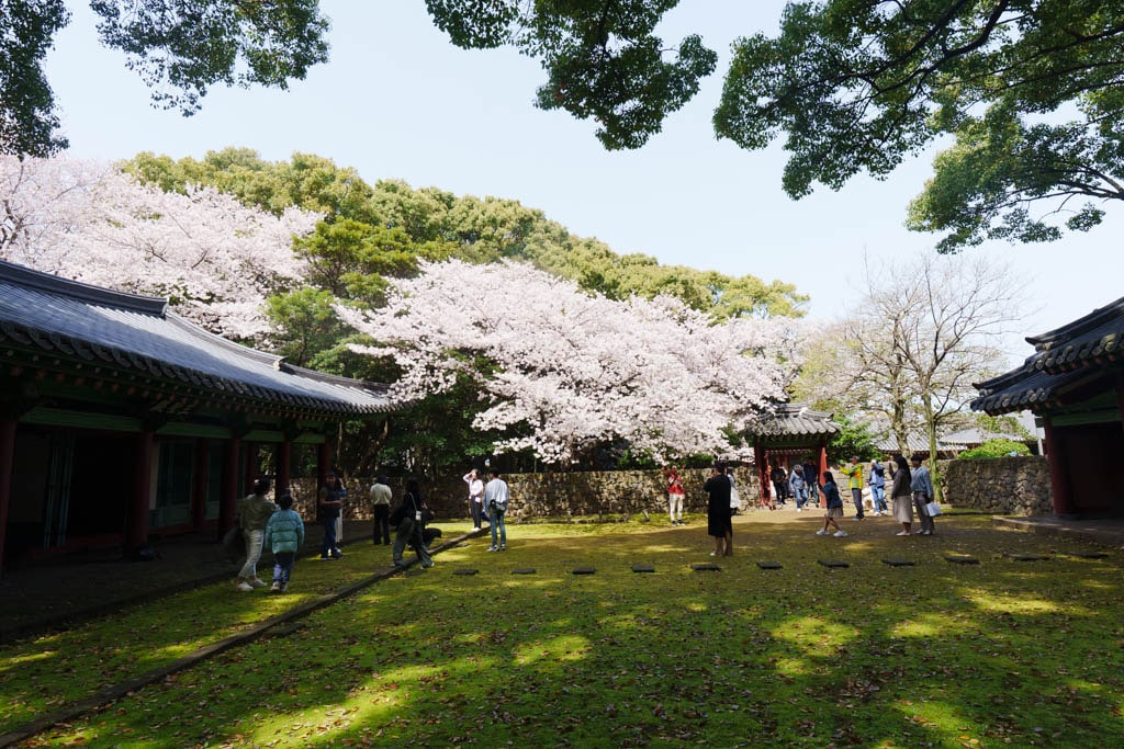 제주 벚꽃명소, 삼성혈 벚꽃 방문기 15