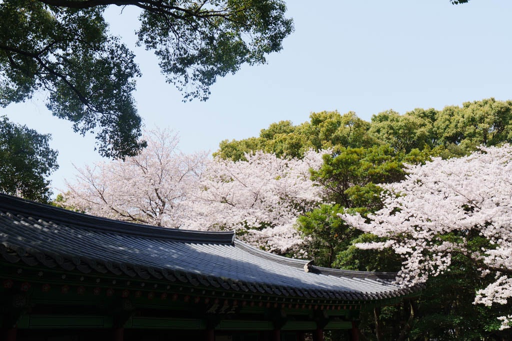 제주 벚꽃명소, 삼성혈 벚꽃 방문기 18