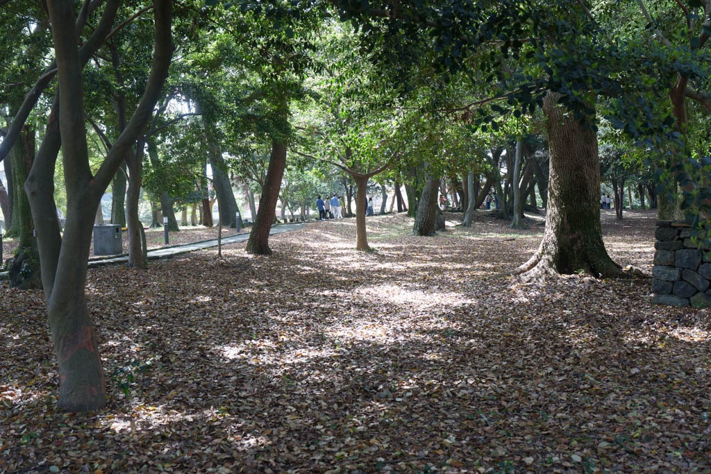 제주 벚꽃명소, 삼성혈 벚꽃 방문기 9