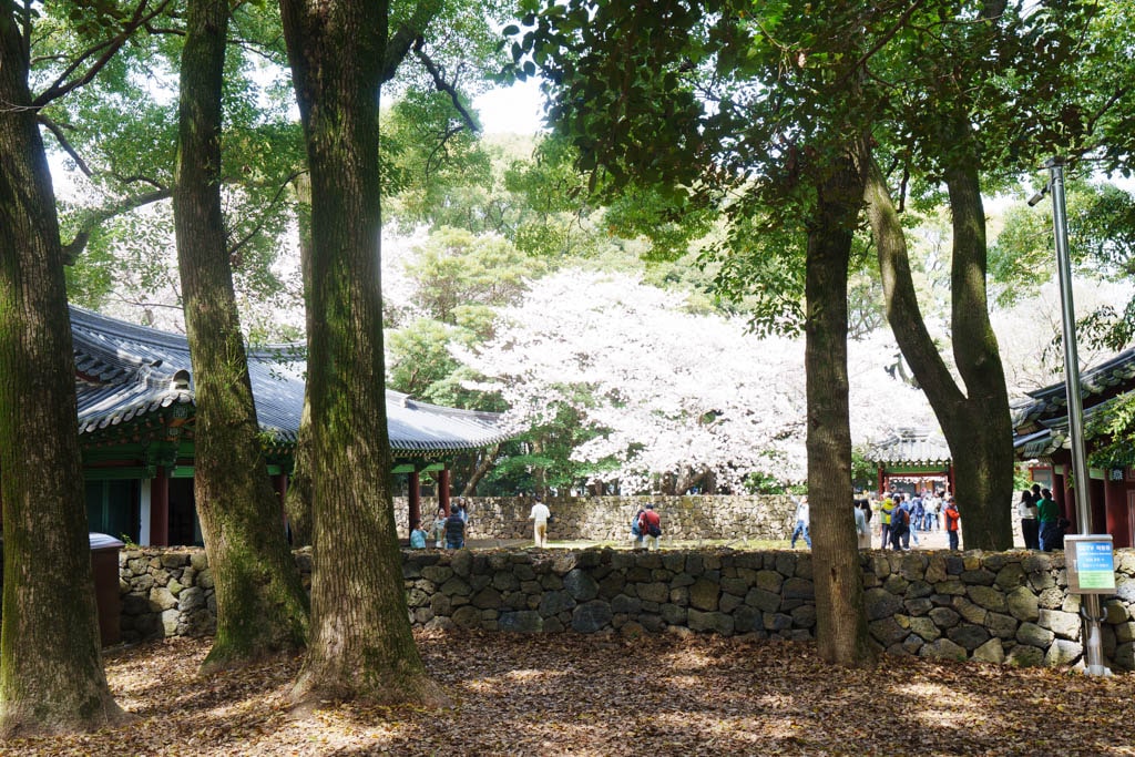 제주 벚꽃명소, 삼성혈 벚꽃 방문기 10