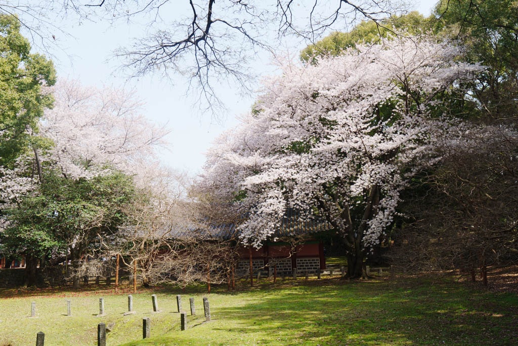 제주 벚꽃명소, 삼성혈 벚꽃 방문기 21