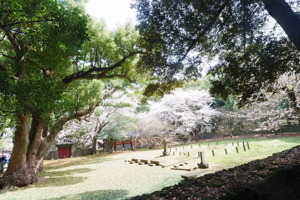 제주 벚꽃명소, 삼성혈 벚꽃 방문기 20