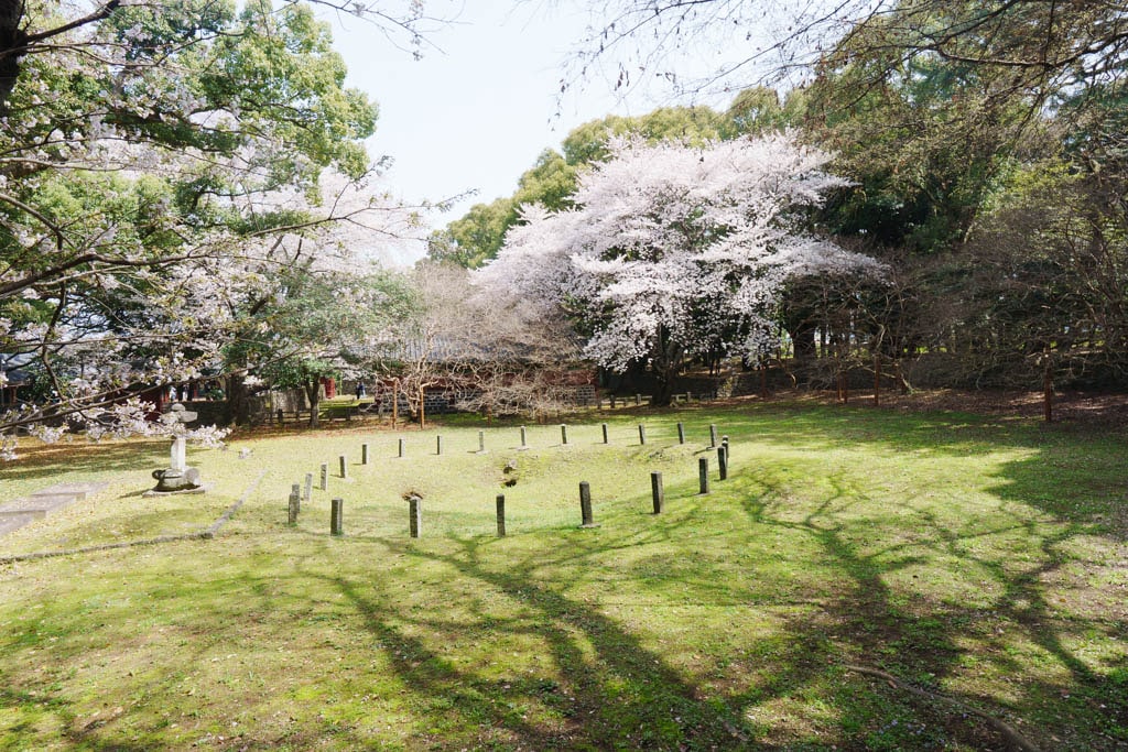 제주 벚꽃명소, 삼성혈 벚꽃 방문기 19