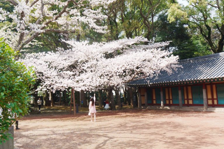 제주여행, 제주 삼성형 벚꽃 풍경, _DSC8483-, Photo by Happist