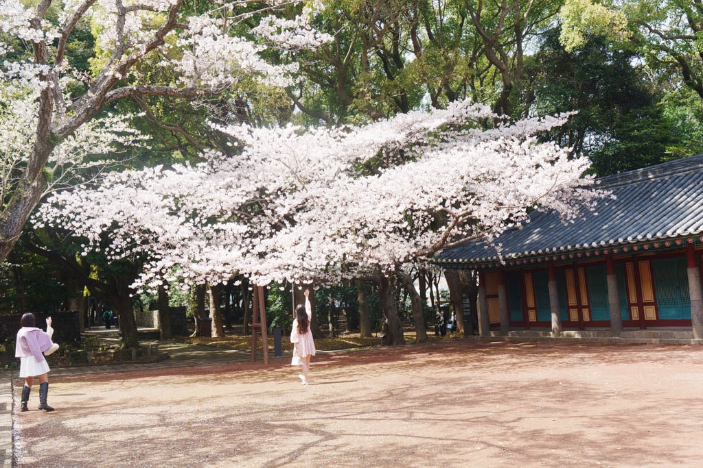 제주 벚꽃명소, 삼성혈 벚꽃 방문기 12