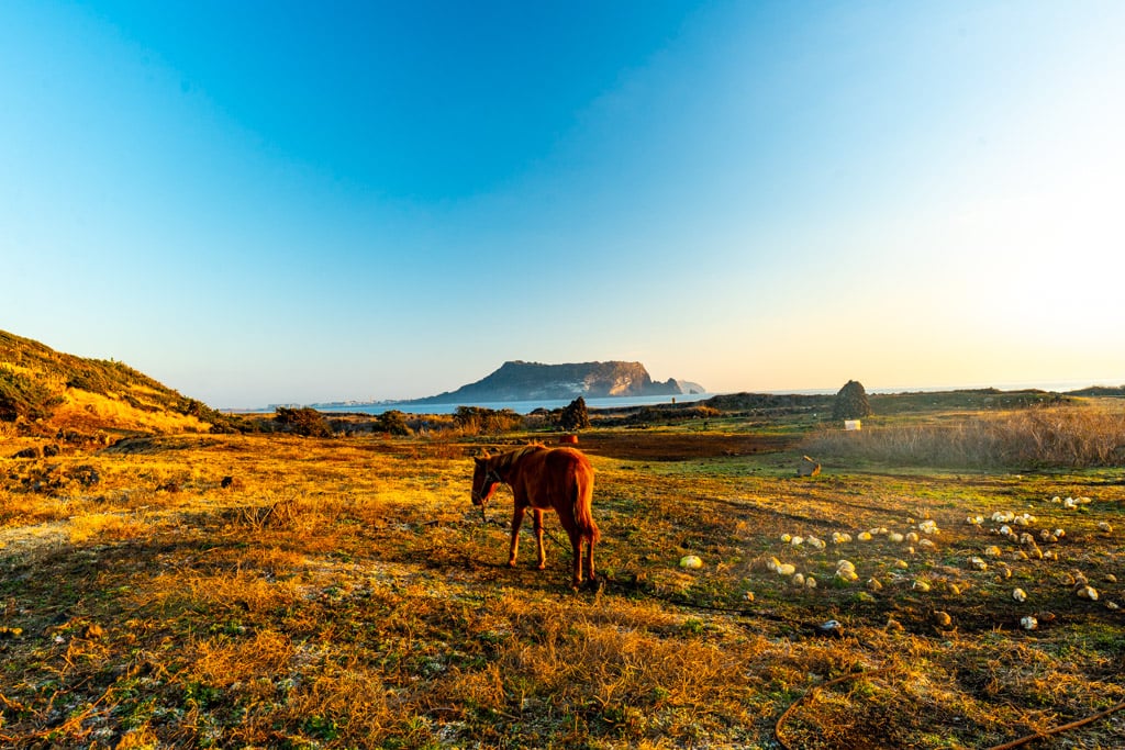 제주여행, 가장 완벽했던 섭지코지 산책코스 풍경 4 제주여행, 가장 완벽했던 섭지코지 산책코스 풍경 4