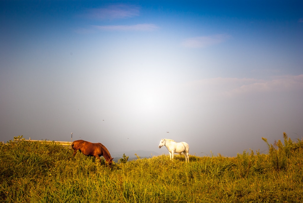 제주여행, 가장 완벽했던 섭지코지 산책코스 풍경 13 제주여행, 가장 완벽했던 섭지코지 산책코스 풍경 13