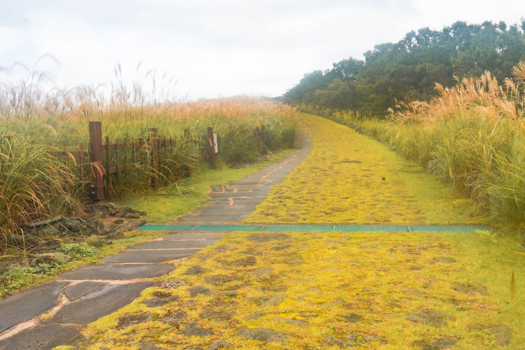 제주여행(2510)_산궁부리 억새여행_산궁부리 억새둘레길 풍경, DSC00277-, Photo by Happist