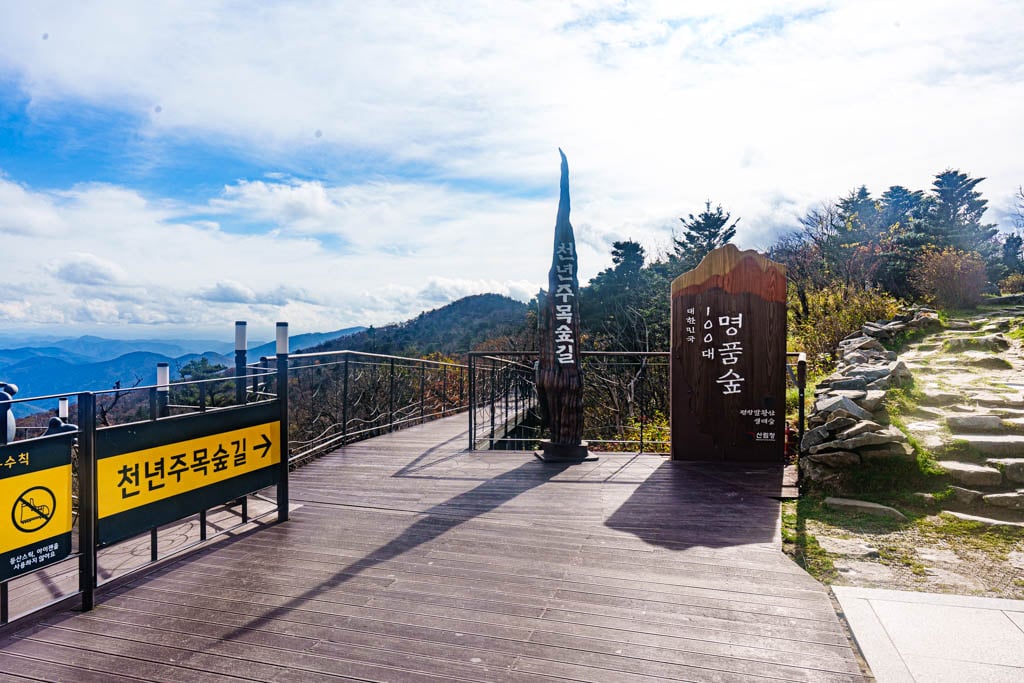 가을이 지고 있던 발왕산 천년주목숲길과 발왕산 스카이워크 방문기 48