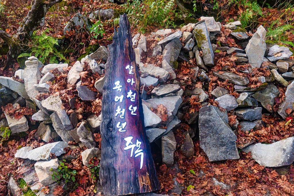 가을이 지고 있던 발왕산 천년주목숲길과 발왕산 스카이워크 방문기 52