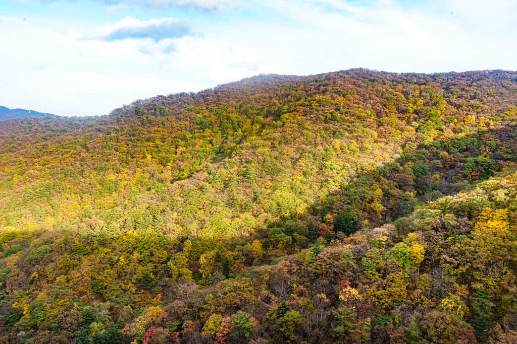 가을이 지고 있던 발왕산 천년주목숲길과 발왕산 스카이워크 방문기 20