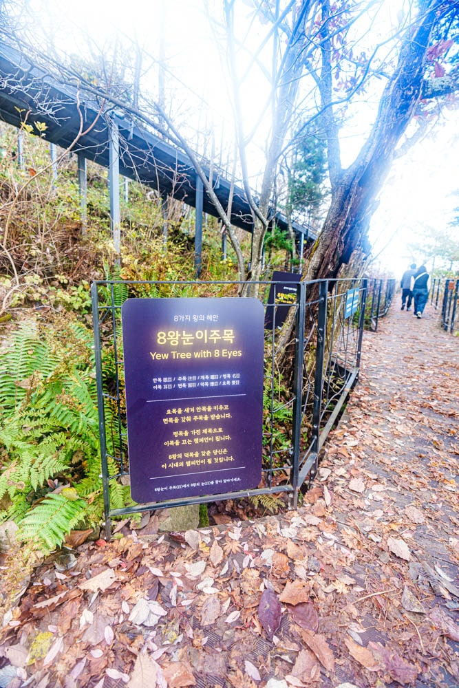 가을이 지고 있던 발왕산 천년주목숲길과 발왕산 스카이워크 방문기 75