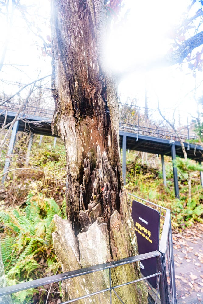 가을이 지고 있던 발왕산 천년주목숲길과 발왕산 스카이워크 방문기 76