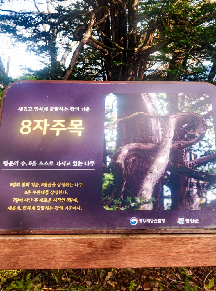 가을이 지고 있던 발왕산 천년주목숲길과 발왕산 스카이워크 방문기 62