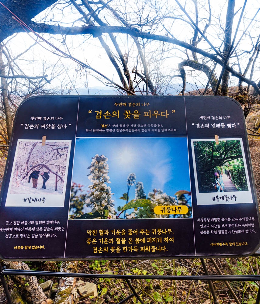 가을이 지고 있던 발왕산 천년주목숲길과 발왕산 스카이워크 방문기 68