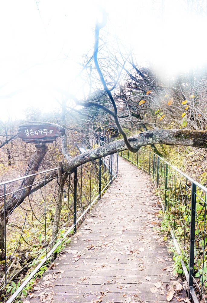 가을이 지고 있던 발왕산 천년주목숲길과 발왕산 스카이워크 방문기 69